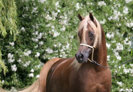 Brown horse - run, horse, animal, freedom