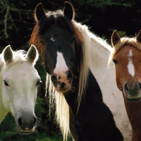 Horses's portrait