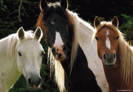 Horses's portrait - animal, freedom, horse, run