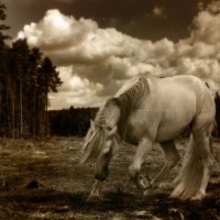 Horse in field