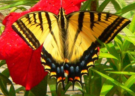 I am delighted - relax, sunny, yellow, summer, delighted, journey, fly, red, garden, beautiful, sunshine, morning, afternoon, nature, green, wings, butterfly, animals