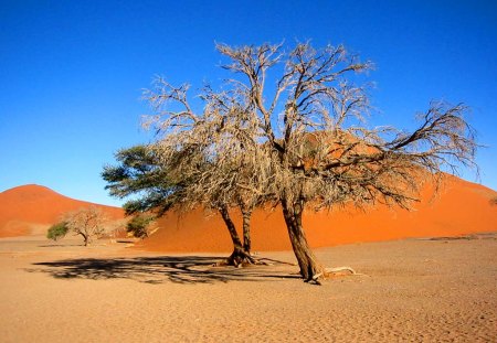 Tree in desert - nature, desert, tree, field, sand, earth