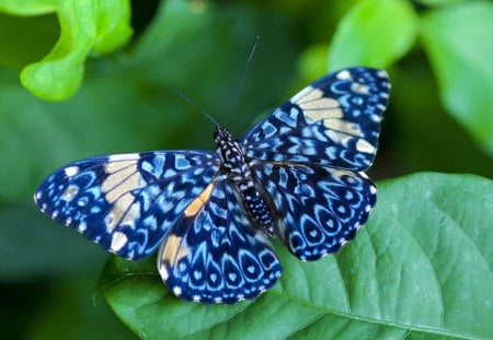 The end of the journey - delighted, animals, light, wings, leaf, wonderful, wood, nature, butterfly, blue, beautiful, green, sunny, garden, gray