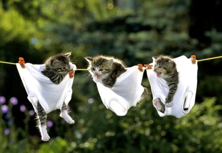 Trillizos - hanging, small, pegs, lovely, three, tiny, backyard, kittens, cloth-lines, funny, garden, cats, little, animals