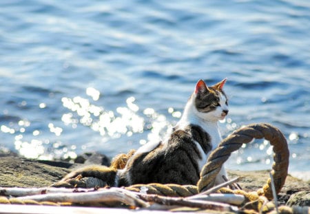 Beside the sparkle sea - beach, sunshine, sandy, animals, delicate, sun, water, feline, summer, sparkle, nature, warm, cats, sunny, sea, sand