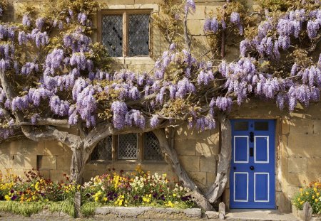 blue door - purple, flowers, house, wisteria