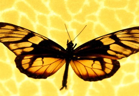 Wings of the Sun - sunny, water, yellow, forever, brown, delighted, sunshine, gold, light, magnificent, bright, wings, butterfly, animals