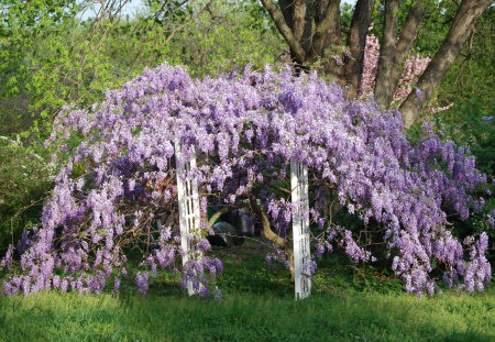 garden archway - purple, wisteria, pretty, photography