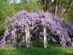 garden archway