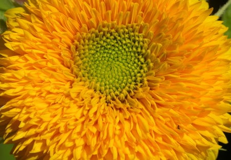 sunflower - beauty, nature, pretty, yellow, photography, sun, flower, spring