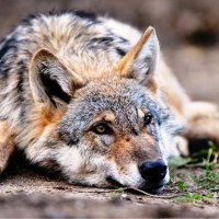 Resting Wolf