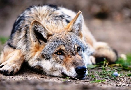 Resting Wolf - wolf, wolves, nature, animals, dogs, resting