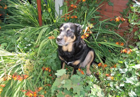 dog in the bush - puppys, pets, dogs, k9