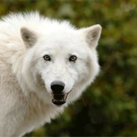 White Arctic  Wolf
