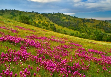 PINK SLOPE - slope, hill, blossoms, pink