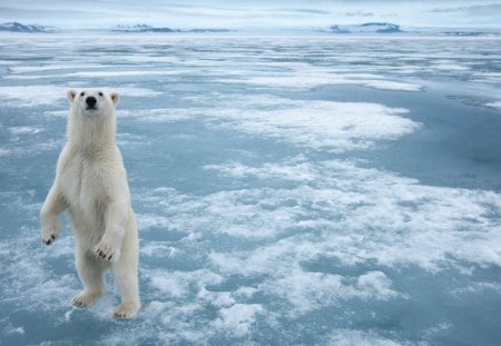 Standing Tall - bear, ice, white, polar