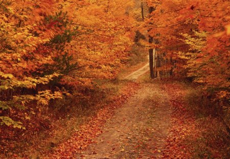 Sunday Drive - pathway, autumn, drive, trees