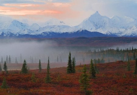 Morning Fog Alaska - mountains, sky, evergreens, field