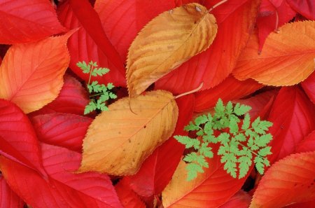 Fall Foliage - red, leaves, colors, autumn