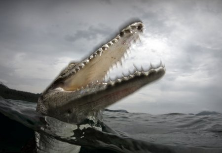 Salt water Crocodile - fast, death, salty, attack, hd, jaws, crock, wild, animal, ambush, sea, reptile, crocodile