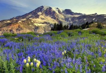 Washington - sky, srub, flowers, mountain