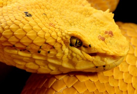 Eyelash Viper - eyelash mountain viper, yellow, snake, venomous, pit viper, forest, latin american, anaconda, bothriechis schlegelii, wild