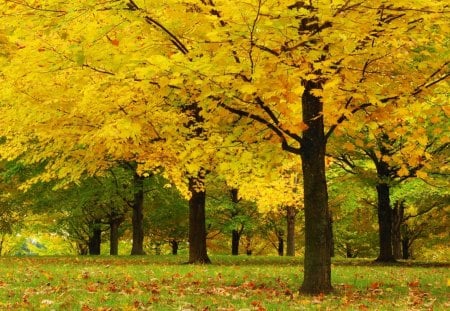 Maple Trees - grass, trees, maple, autumn