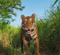 Bengal Tiger