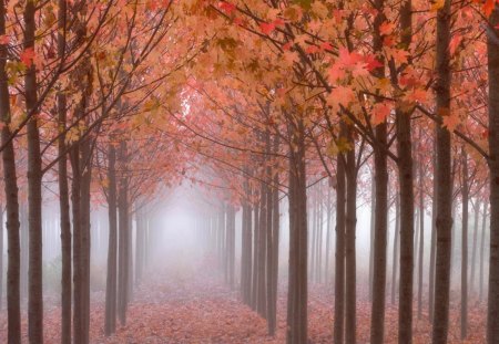 Maple Trees in the Mist - moisture, trees, trunks, leaves