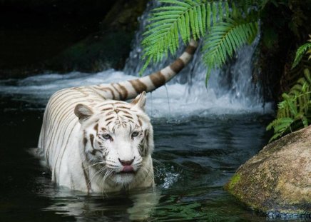 White tiger - wildlife, tiger, big cat, river, feline