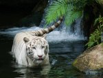 White tiger