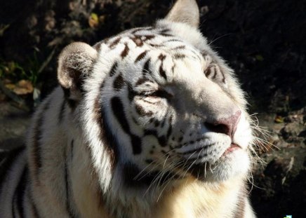 White tiger - wildlife, feline, tiger, big cat