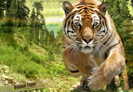 Bengala tiger - wildlife, feline, tiger, big cat