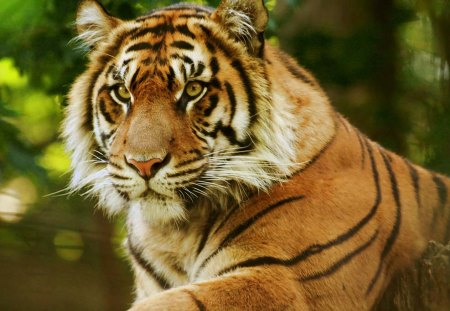 Majestic tiger - wildlife, feline, tiger, big cat