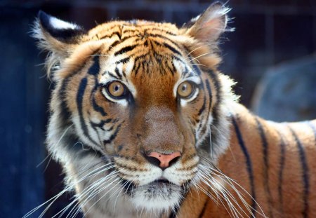 Tiger's head - wildlife, feline, tiger, big cat