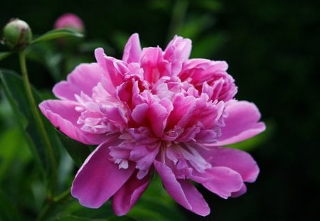 Pink - nature, green, flowers, pink