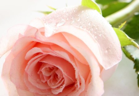 Rose - roses, flowers, nature, pink