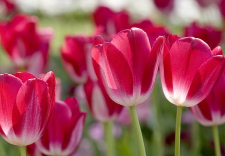 Tulips - flowers, tulips, nature, red