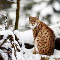 Lynx in Winter