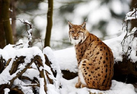 Lynx in Winter - wild cats, cats, animals, snow, winter, lynx