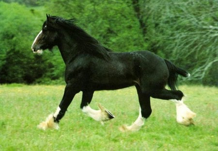 a black clydsdale running aross a green pasture - horses, ubah, clydsails, sari