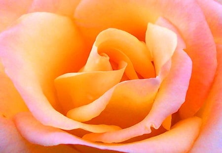 BEAUTY - white, pink, orange, rose, flower