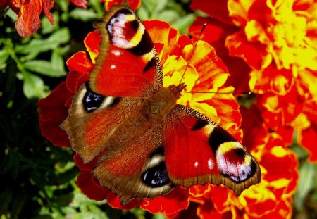 Butterfly - nature, butterfly, flowers, other