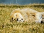 Sleeping lion