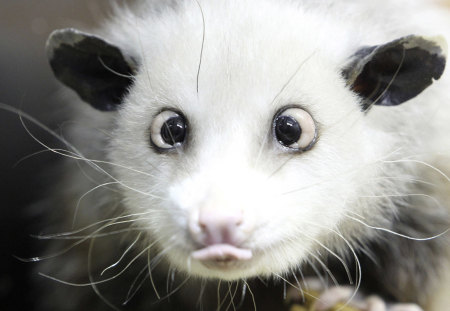 Croos eyed animal - sweet, white, animal, eye