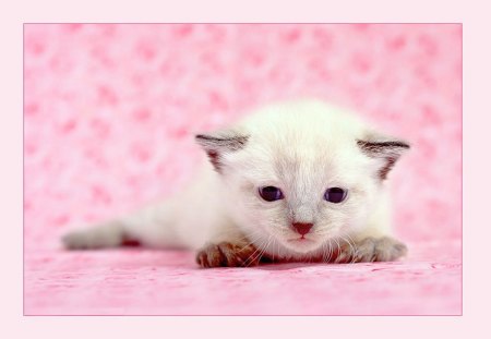 Kitten - sweet, feline, animal, kitten