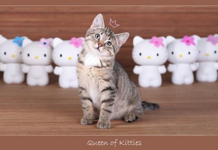 Queen of the kitties - sweet, feline, animal, kitten