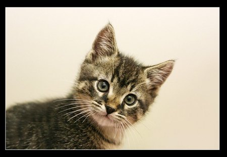 Little cat - sweet, feline, animal, kitten