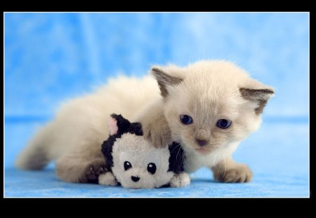 Kitten and teddy - sweet, feline, animal, kitten