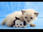 Kitten and teddy